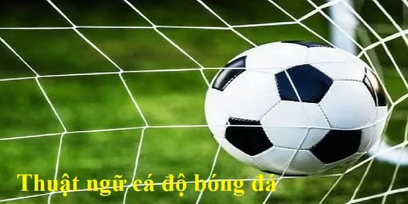 Những thông tin đầy đủ về thuật ngữ cá độ bóng đá bạn cần biết